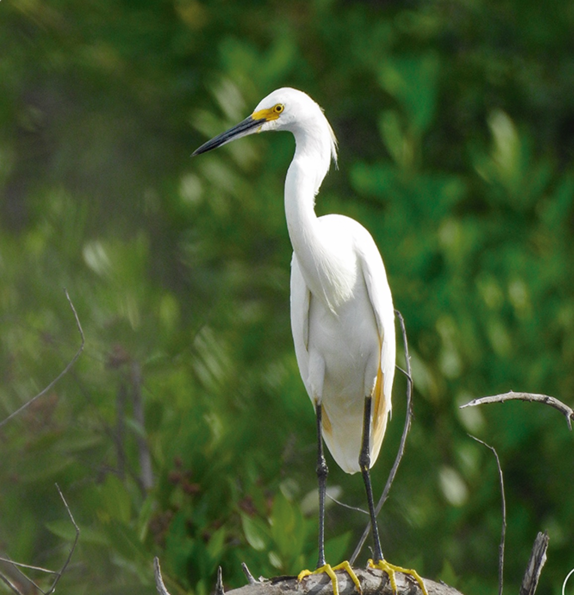 Snowy egret — Egretta thula