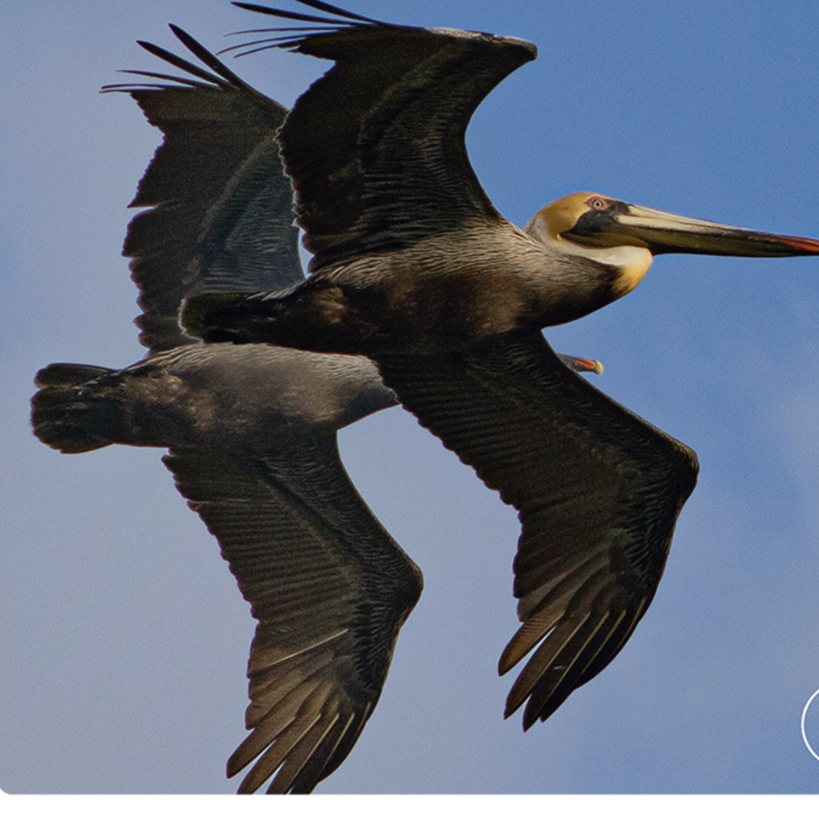 Brown pelican — Pelecanus occidentalis