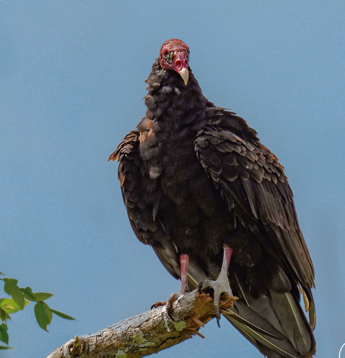 Turkey vulture — Cathartes aura