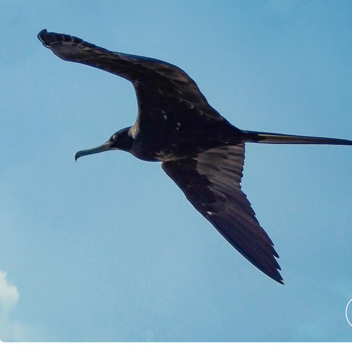 Magnificent frigatebird — Fregata magnificens