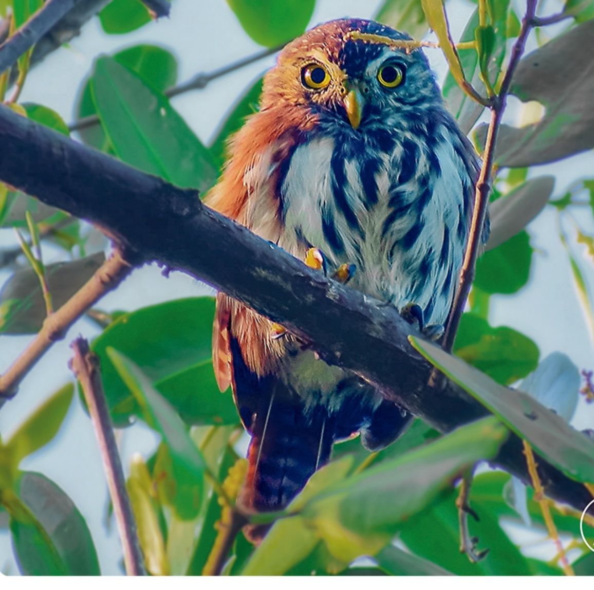 Ferruginous pygmy-owl — Glaucidium brasilianum