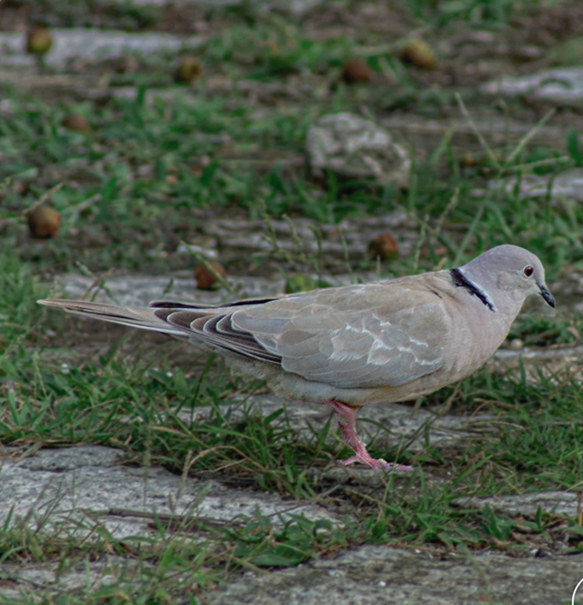 Eurasian collared-dove — Streptopelia decaocto