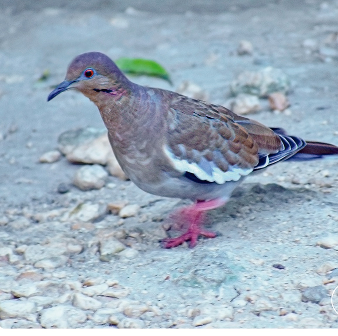 White-winged dove — Zenaida asiatica