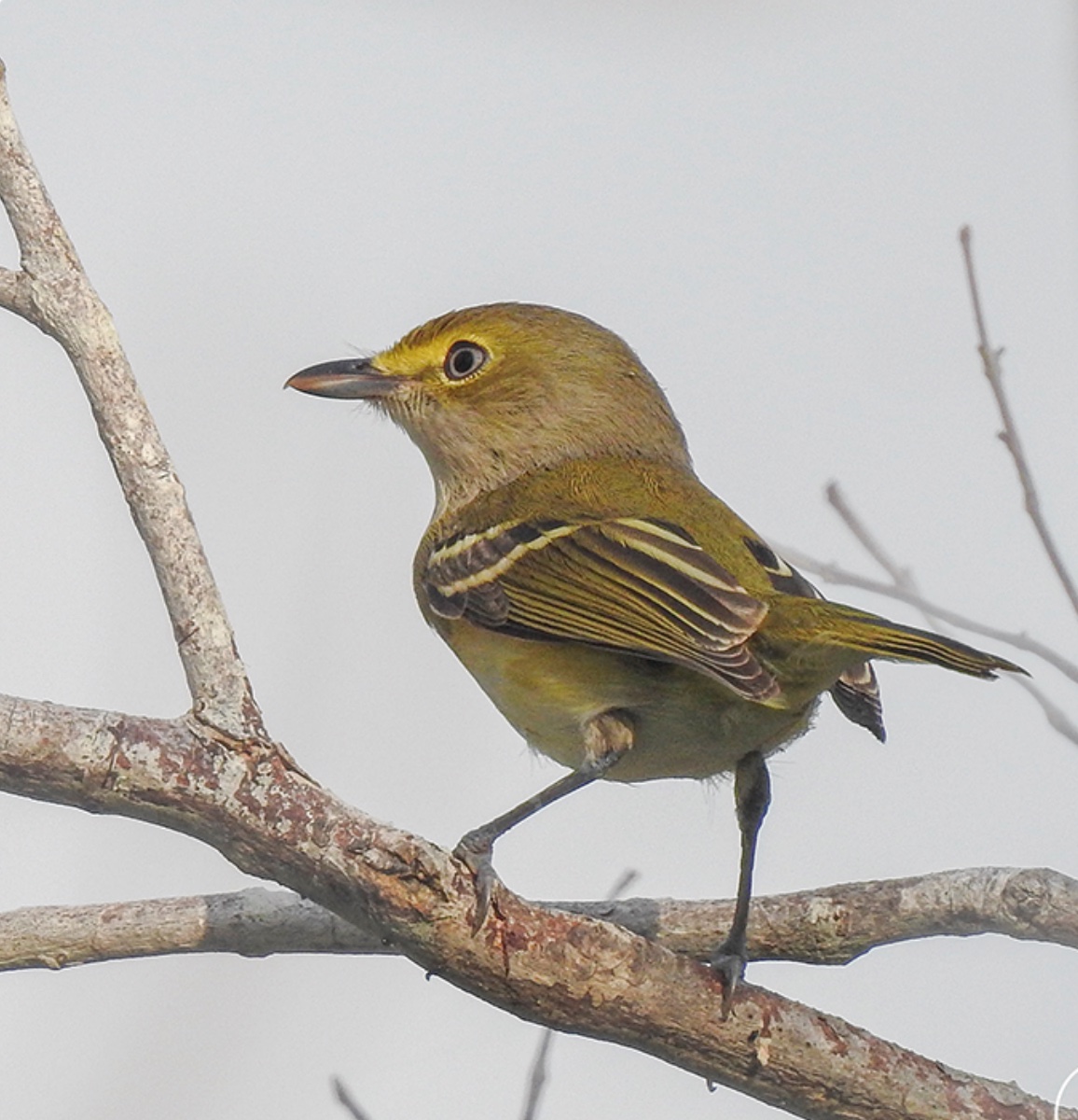 White-eyed vireo — Vireo griseus