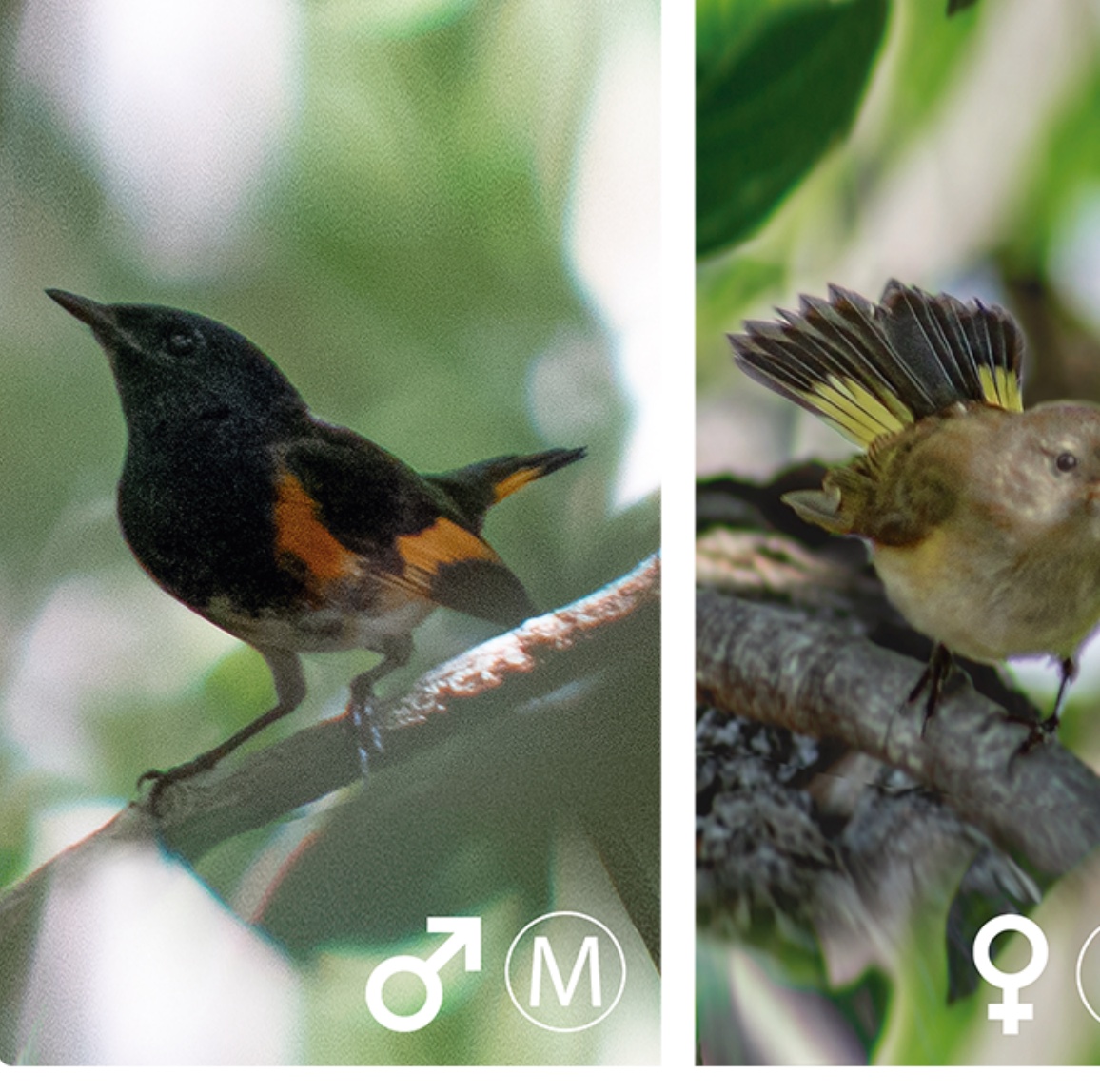 American redstart — Setophaga ruticilla