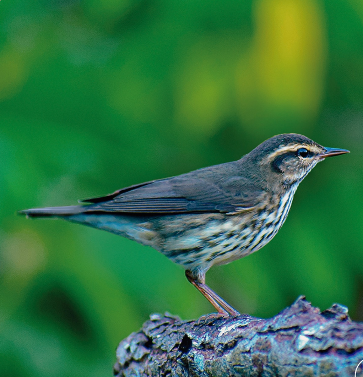 Northern waterthrush — Parkesia noveboracensis