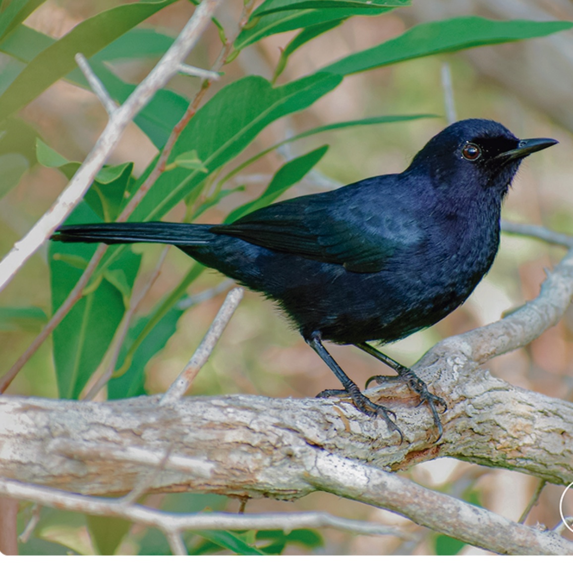 Black catbird — Melanoptila glabrirostris