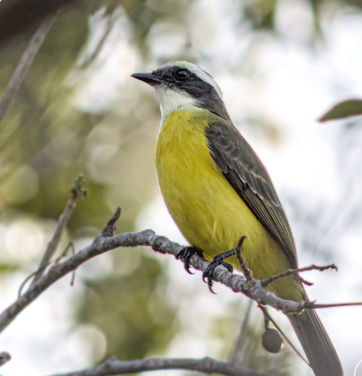 Social flycatcher — Myiozetetes similis