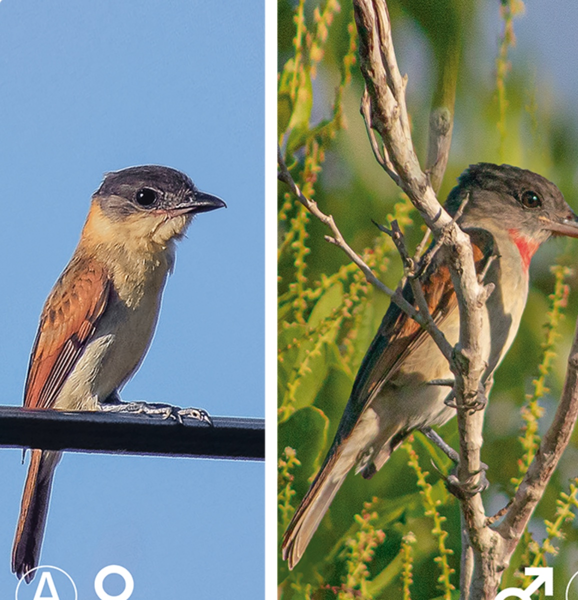 Rose-throated becard — Pachyramphus aglaiae