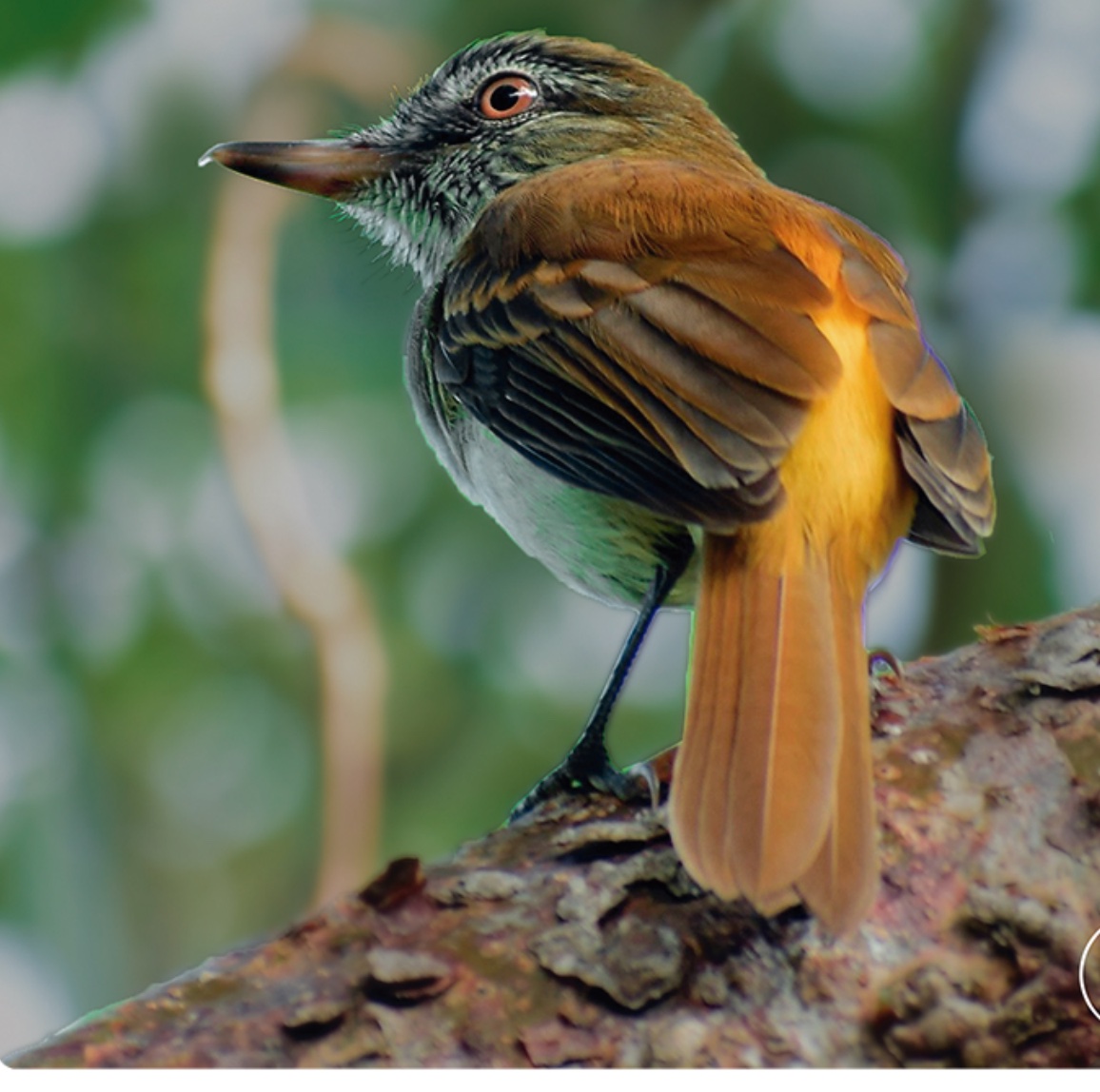 Bright-rumped attila — Attila spadiceus