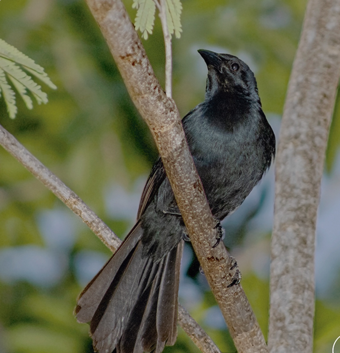 Melodious blackbird — Dives dives
