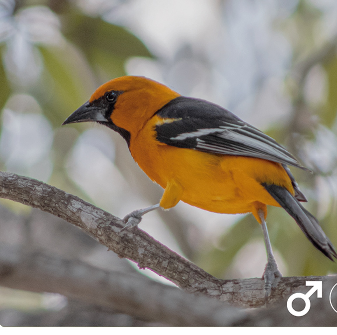 Altamira oriole — Icterus gularis