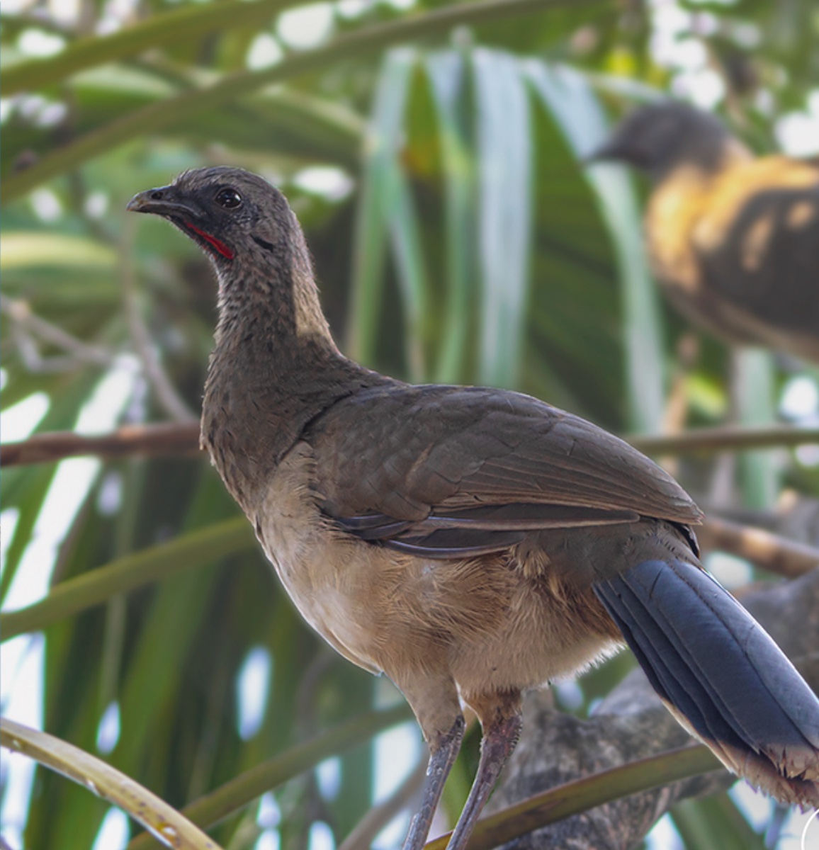 Plain chachalaca — Ortalis vetula
