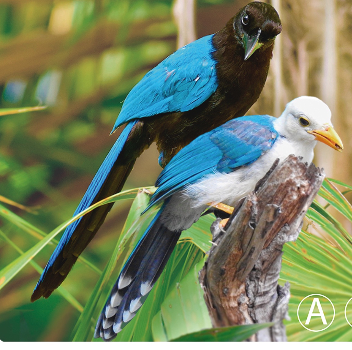 Yucatan jay — Cyanocorax yucatanicus