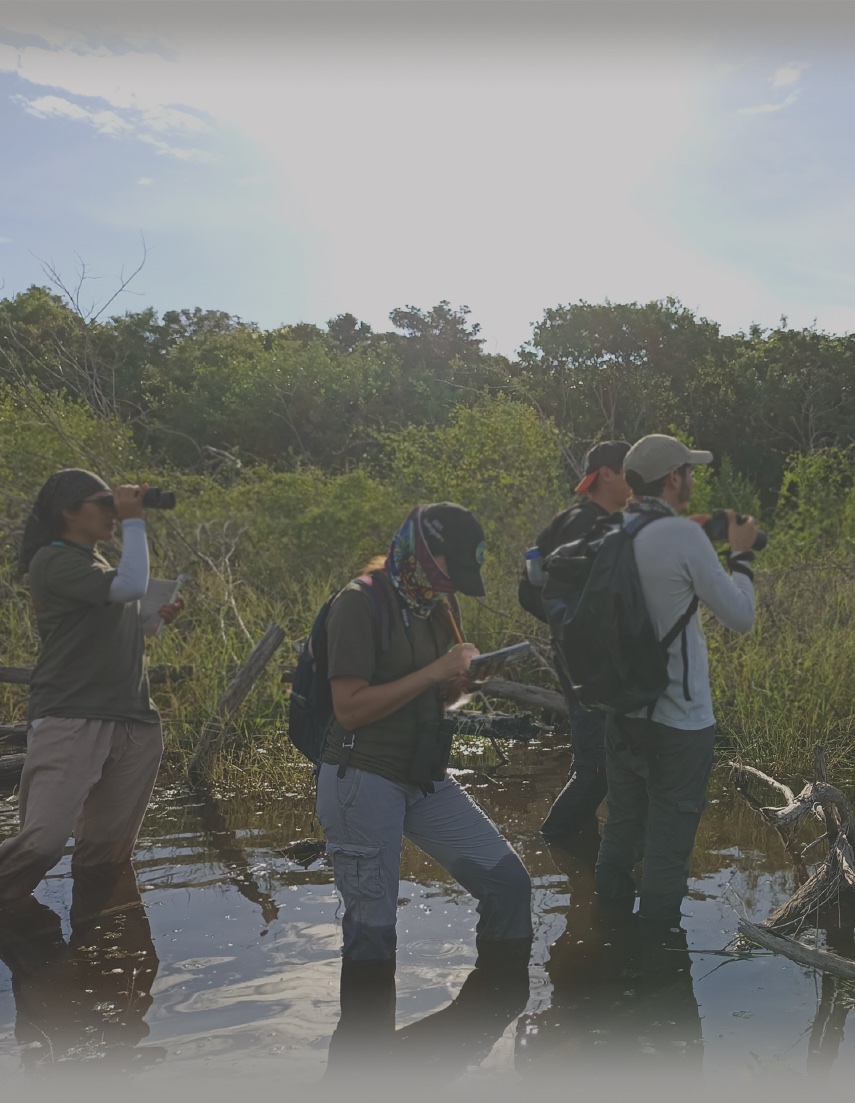 Community bird monitoring in the wetlands of Tulum National Park