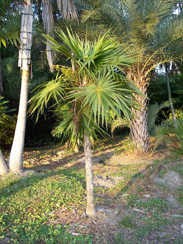 Chit (Thrinax radiata)
