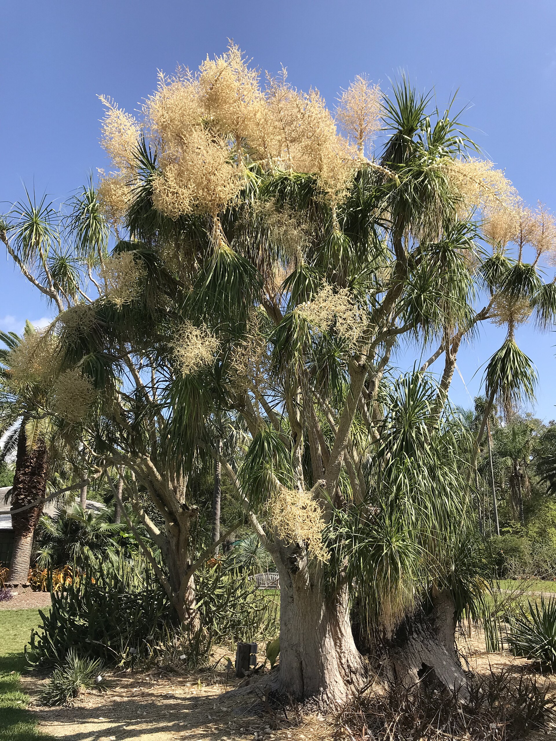Despeinada (Beaucarnea pliabilis)