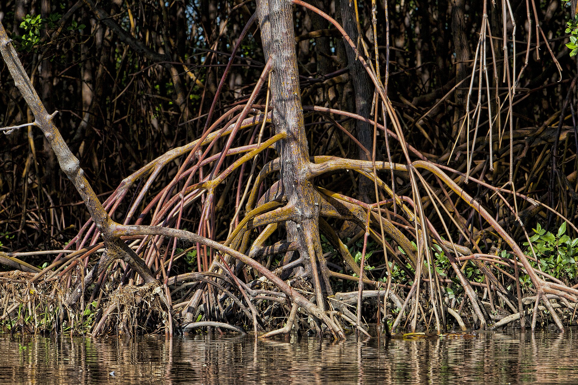 Manglar rojo (Rhizophora mangle)