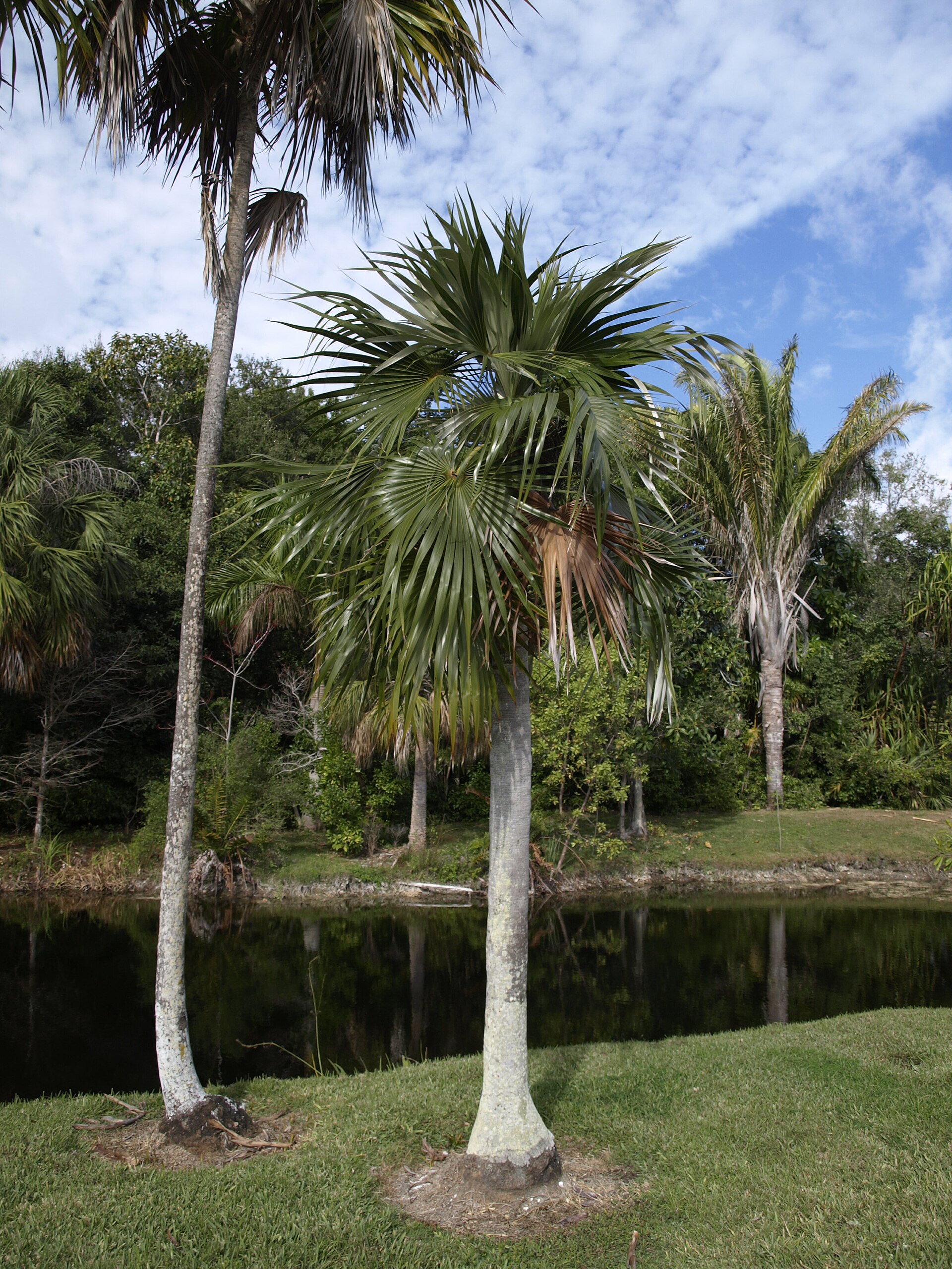 Nakás (Coccothrinax readii)