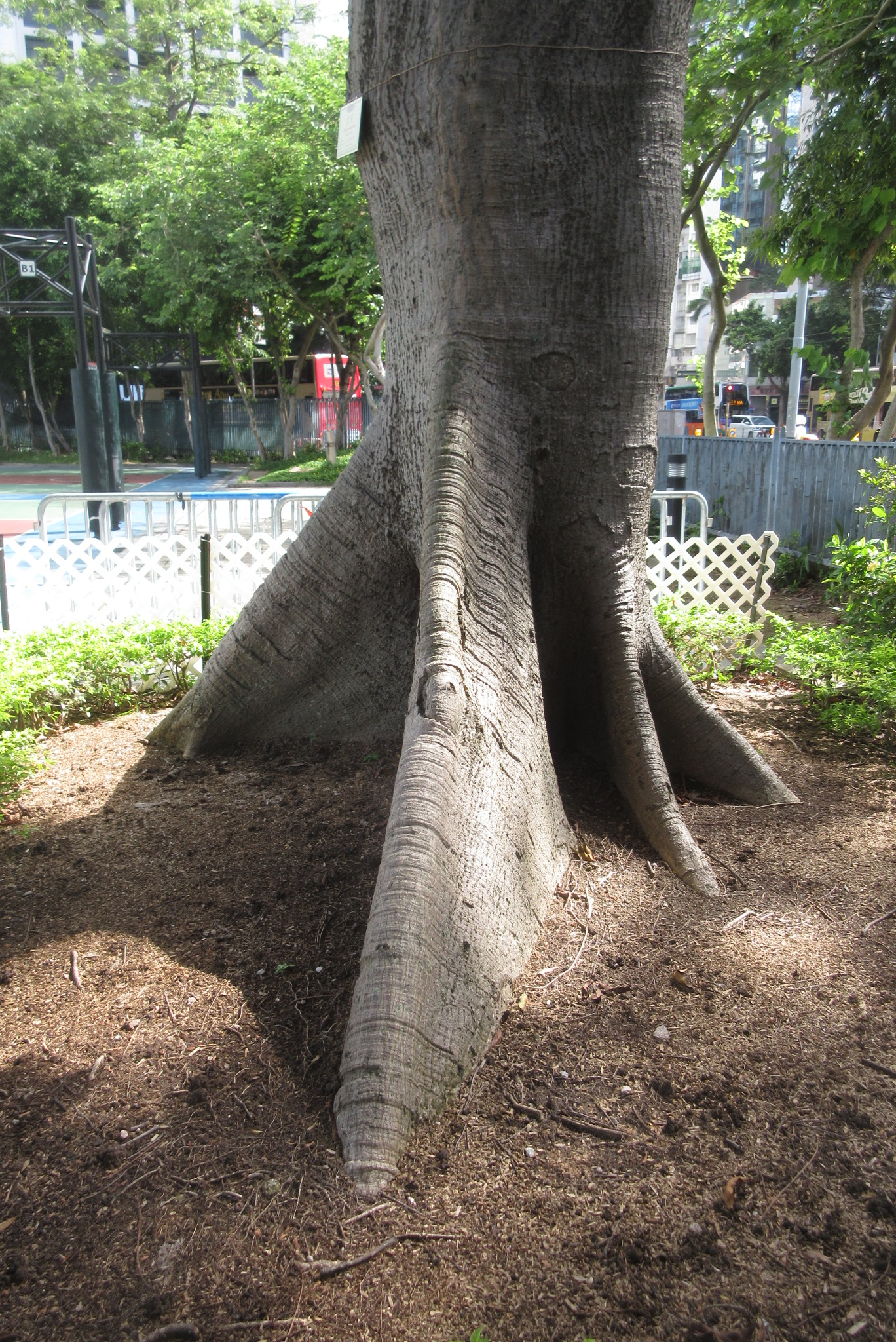 La ceiba, el árbol del mundo