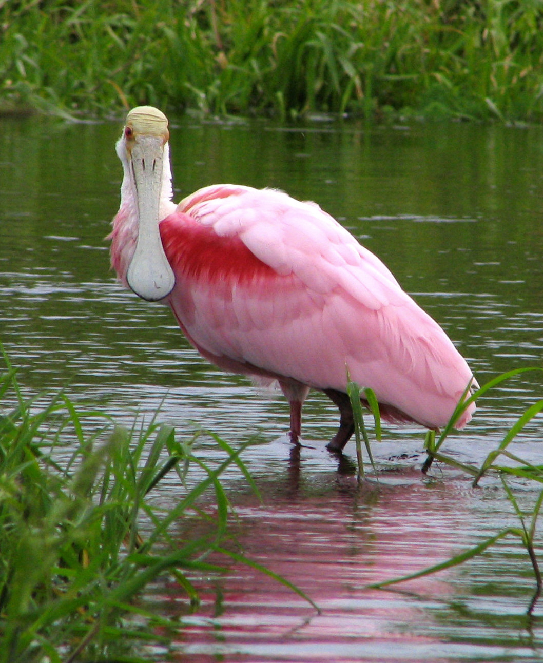 Espátula rosada (Platalea ajaja)