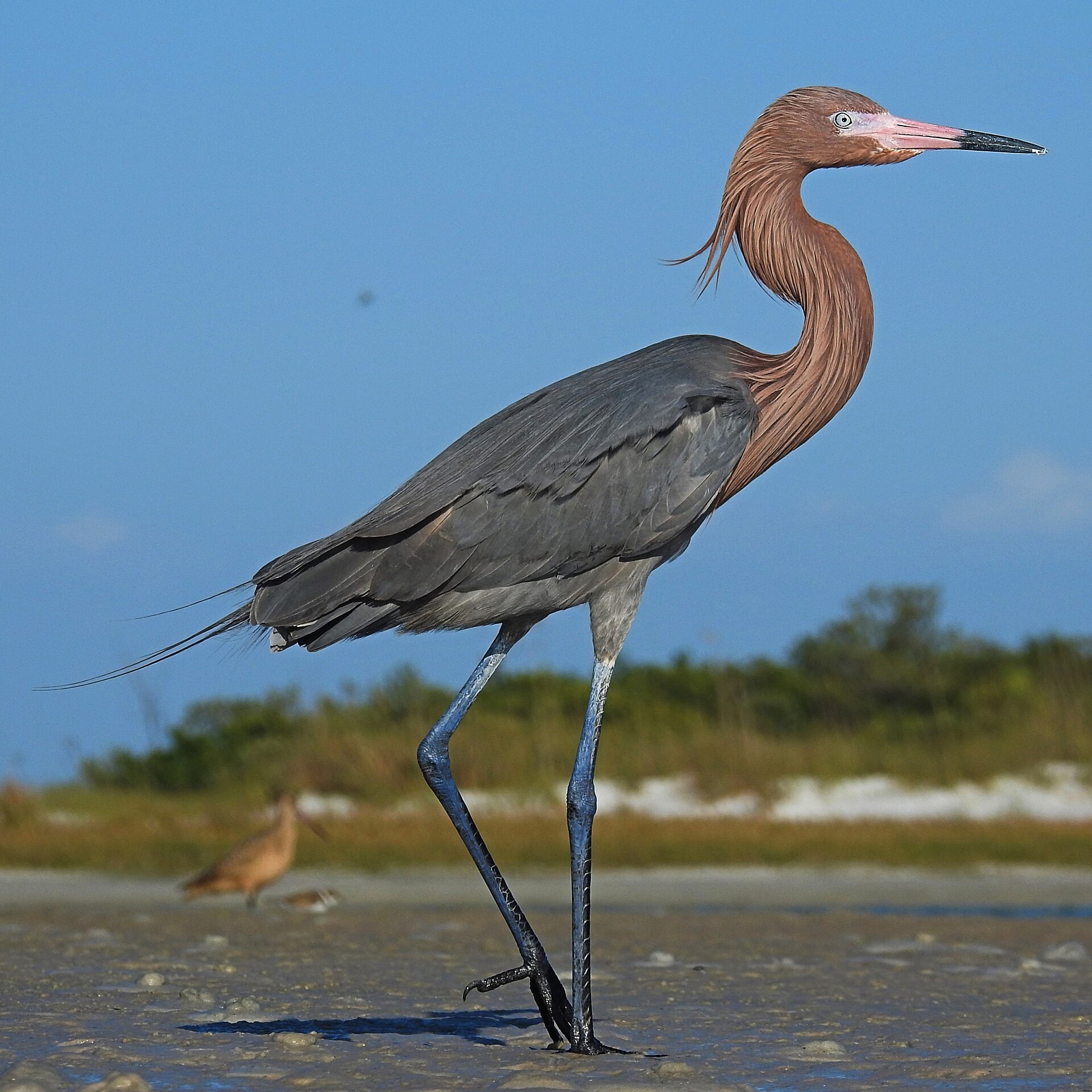 Garza rojiza (Egretta rufescens)