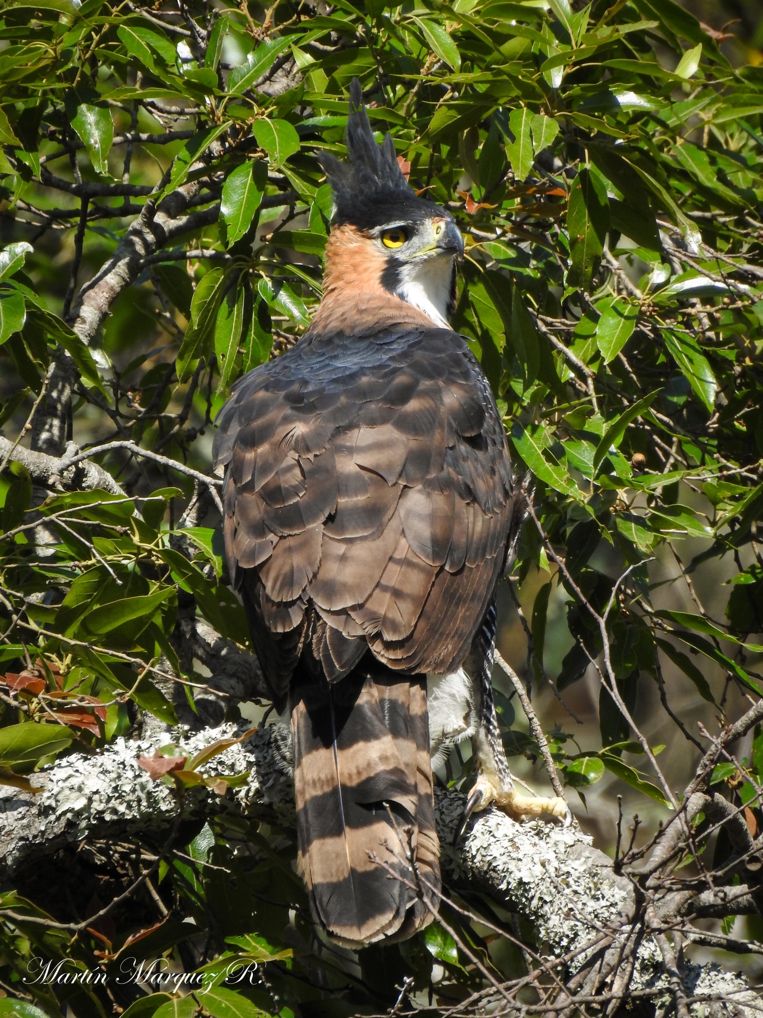 Águila elegante (Spizaetus ornatus)
