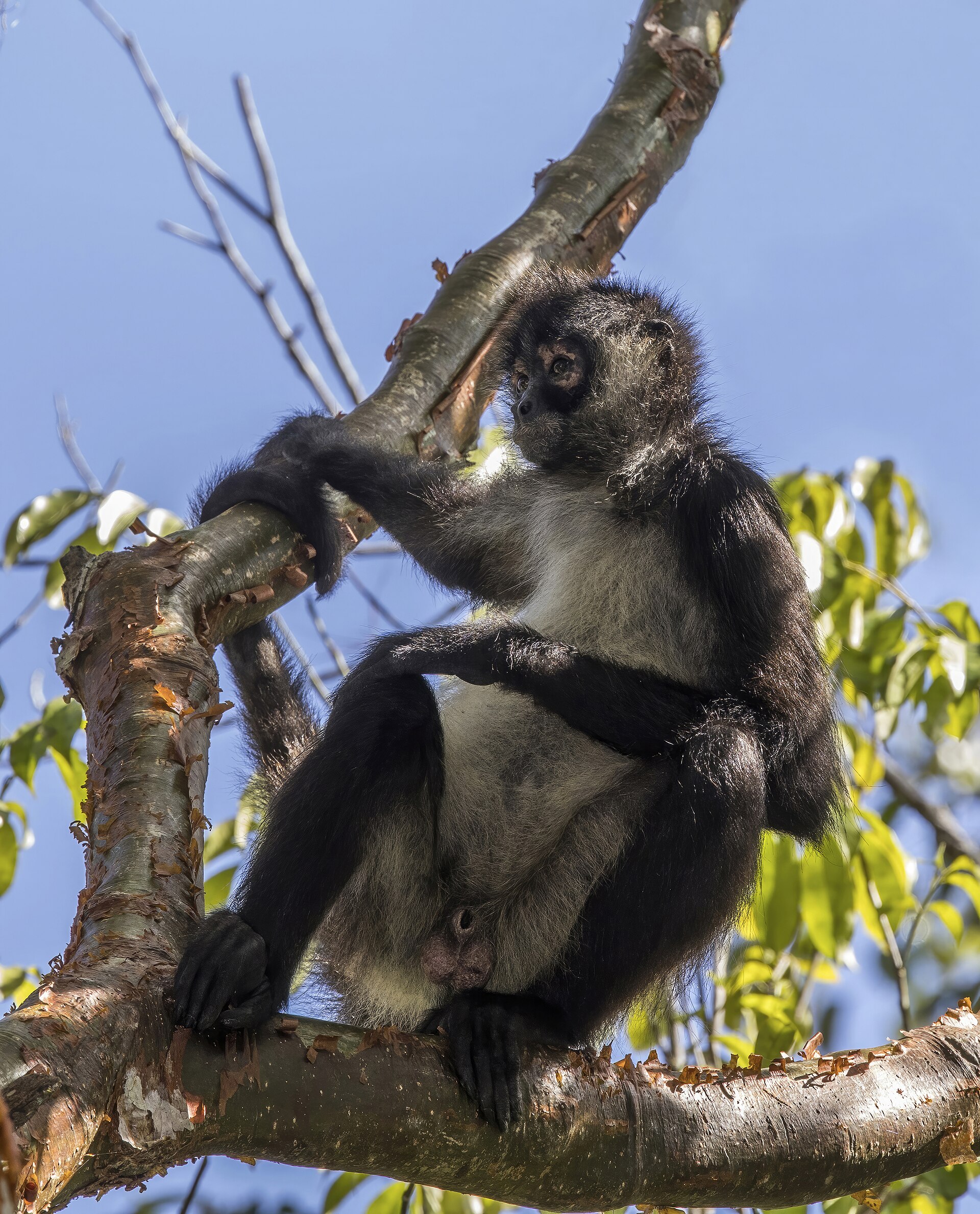 Mono araña (Ateles geoffroyi)