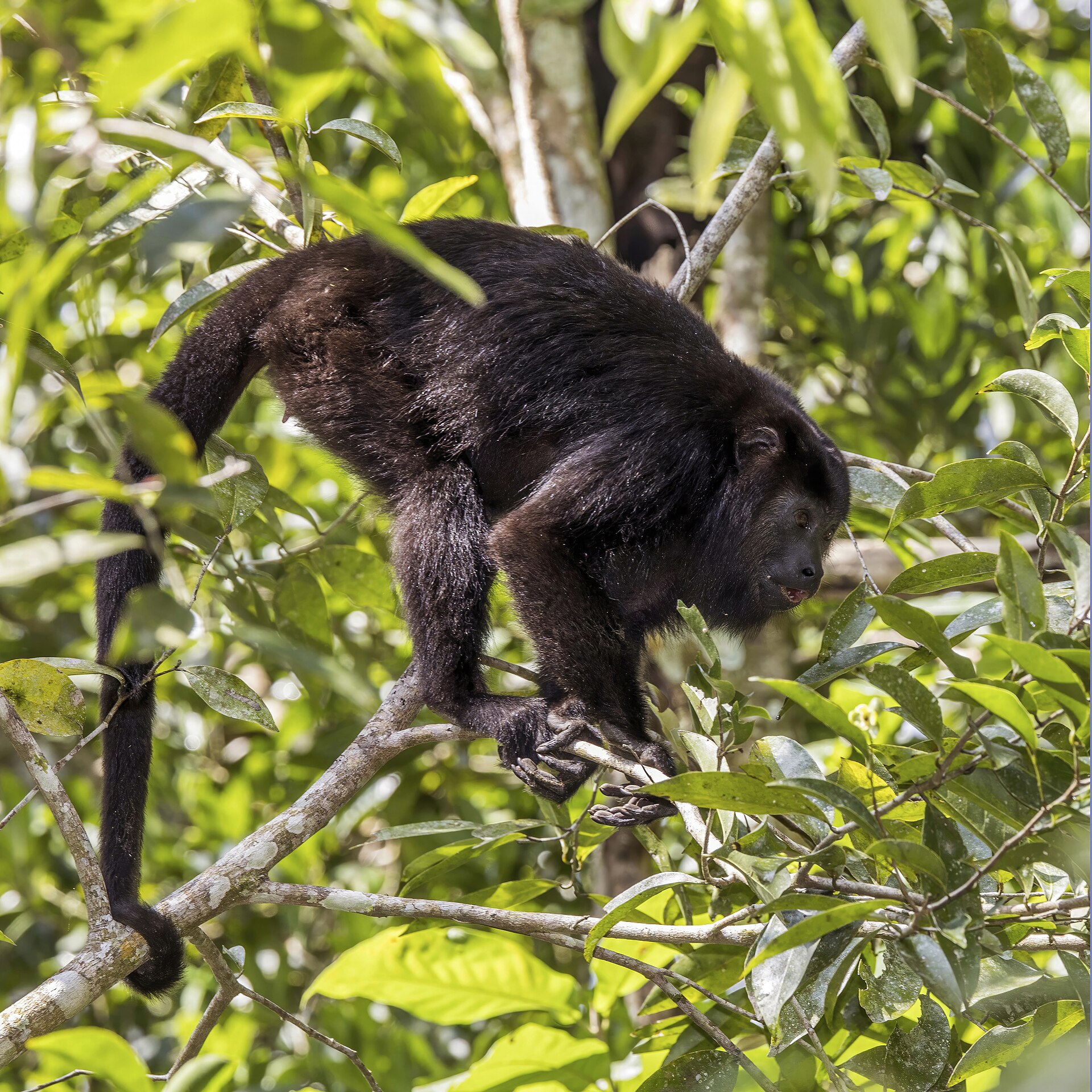 Mono aullador (Alouatta pigra)