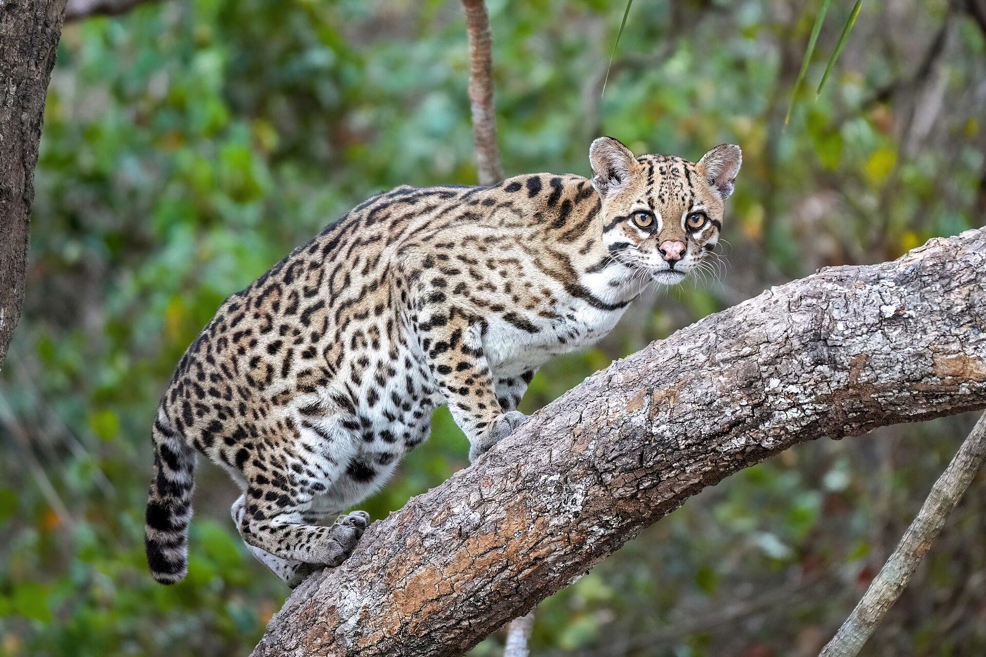 Ocelote (Leopardus pardalis)