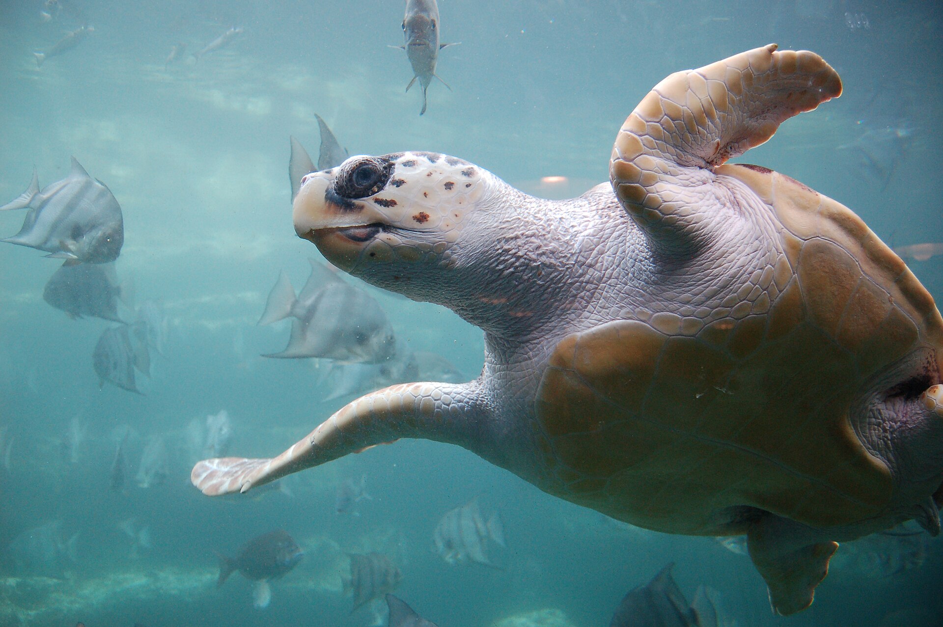 Caguama (Caretta caretta)
