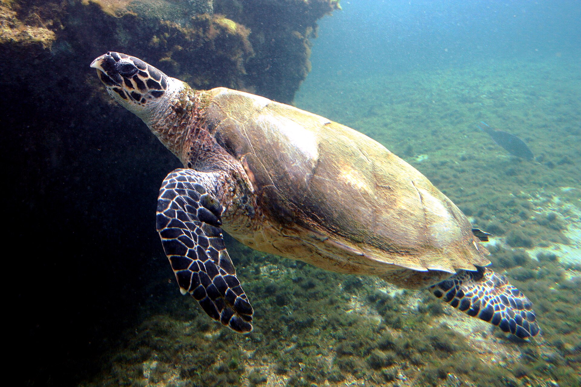 Carey (Eretmochelys imbricata)