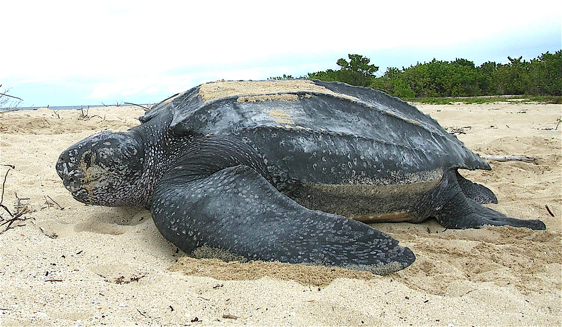 Laúd (Dermochelys coriacea)