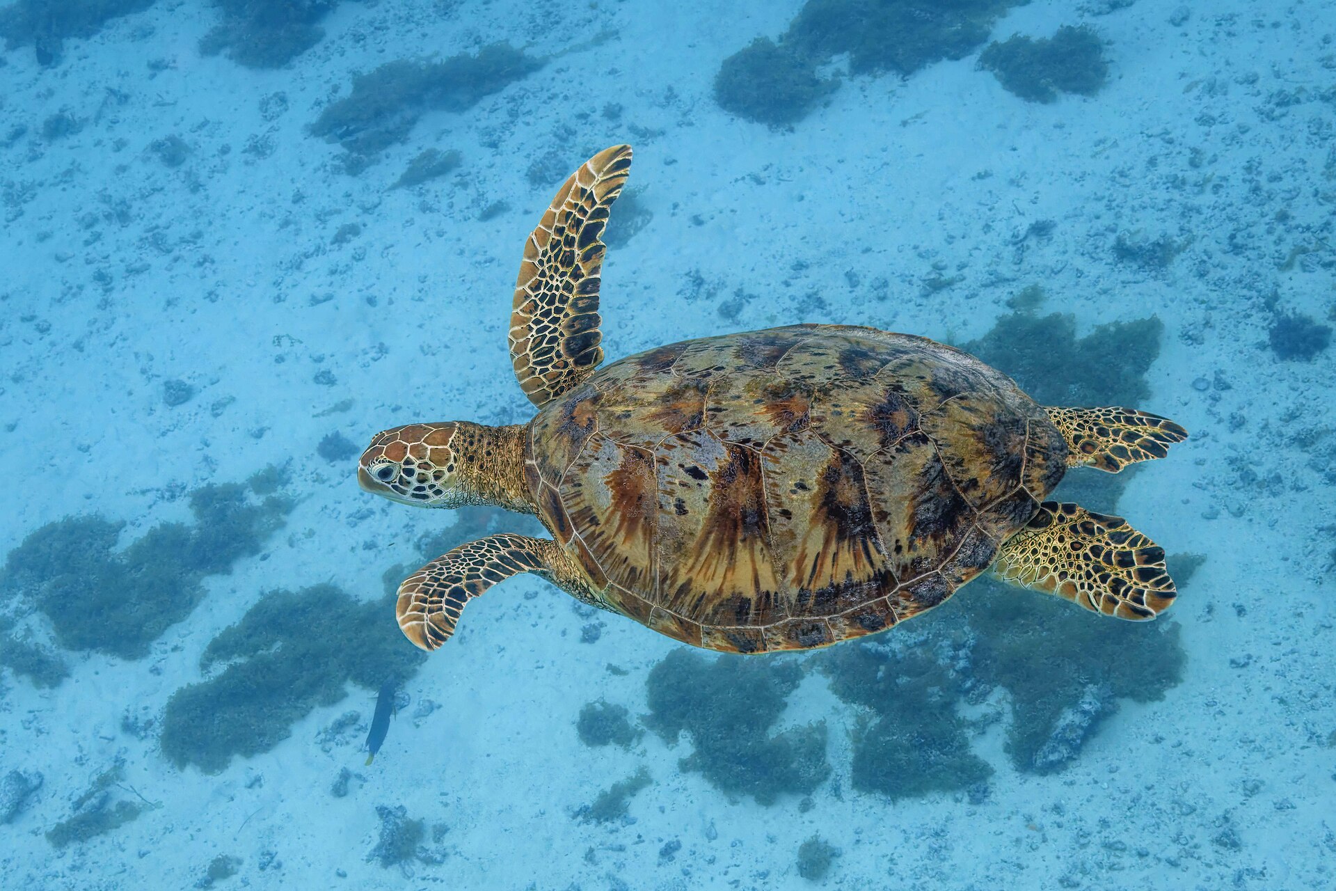Tortuga blanca (Chelonia mydas)